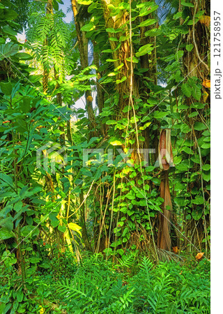 Scenic view of sun rays through dense forest trees in Hawaii rainforest. Exploring nature and wildlife on remote tropical island for vacation and holiday. Green plants and bushes in mother nature 121758957