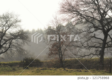 Autumn leafless trees in a forest on a misty morning with copy space. Nature landscape of many tree branches in remote nature location. Wild woods with grass and fall leaves in early winter copyspace 121758968