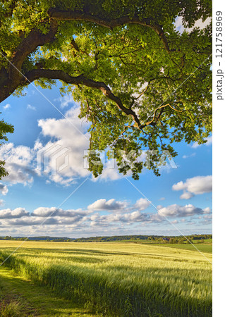 Green tree in a clearing on a blue cloudy sky. Shade from the leaves and branches of a big tree in an open nature park on a beautiful sunny day. Scenic location for a picnic or outdoor relaxation Green tree in a clearing on a blue cloudy sky. Shade from the leaves and branches of a big tree in an open nature park on a beautiful sunny day. Scenic location for a picnic or outdoor relaxation 121758969