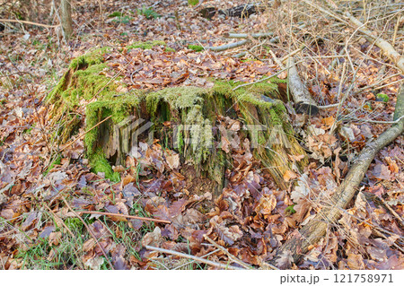 Moss covering beech tree stump in remote forest, meadow, countryside. Woods with algae covered branches in quiet, serene, tranquil, calm landscape. Discovering mother nature with autumn fallen leaves Moss covering beech tree stump in remote forest, meadow, countryside. Woods with algae covered branches in quiet, serene, tranquil, calm landscape. Discovering mother nature with autumn fallen leaves 121758971