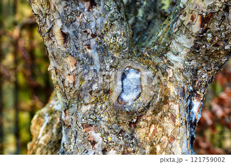 Closeup of broken tree bark on old coniferous trunk in quiet forest or woods. Texture detail of rough wood chipping from climate, algae or moss. Dry weather and dehydration causing sunscald splitting 121759002