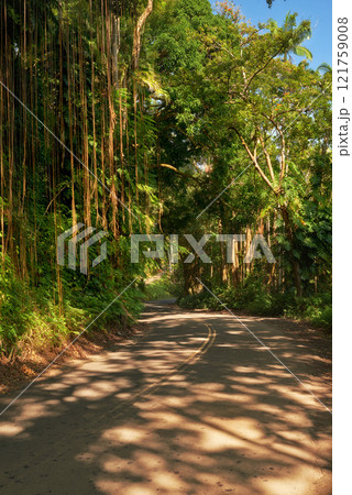 Banyan trees of Oahu on a sunny day with overgrown wilderness, vines and bushes in a rain forest in Hawaii. Native wild fig trees in a mysterious landscape. Hidden wonder on hiking trails on vacation 121759008