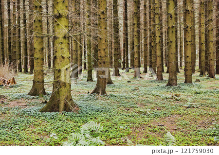 Beautiful lush green forest in Denmark with tall pine trees growing in harmony in nature with copy space. Tranquil summer morning and a landscape view of a quiet zen jungle with soothing fresh air 121759030