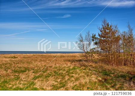 Autumnal lush dry forest in the ecosystem, tall pine trees growing with nature in harmony, and copy space. Tranquil morning sun with a view of a zen, quiet jungle. Soothing nature with fresh air Autumnal lush dry forest in the ecosystem, tall pine trees growing with nature in harmony, and copy space. Tranquil morning sun with a view of a zen, quiet jungle. Soothing nature with fresh air 121759036