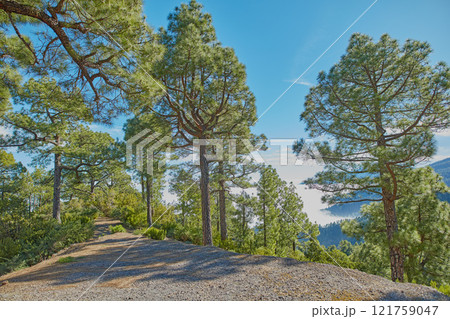 Landscape view of pine, fir or cedar trees growing on a quiet hiking trail in mountain woods of La Palma, Spain. Lush green leaves in a wild, remote coniferous forest and environmental nature reserve Landscape view of pine, fir or cedar trees growing on a quiet hiking trail in mountain woods of La Palma, Spain. Lush green leaves in a wild, remote coniferous forest and environmental nature reserve 121759047