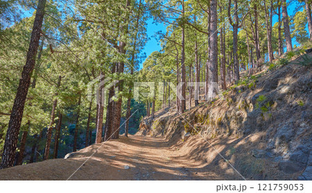 Landscape view of fir, cedar or pine trees growing on a scenic hiking trail in the mountains of La Palma, Canary Islands, Spain. Green environmental nature conservation in a remote coniferous forest 121759053
