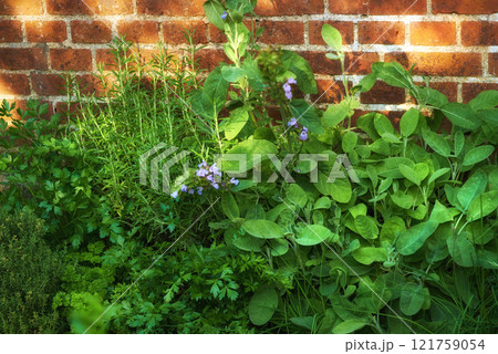 Overgrown wild herb garden against the wall of a red brick house. Various plants in a lush flowerbed. Different green shrubs growing in a backyard. Vibrant nature scene of parsley, sage and rosemary. Overgrown wild herb garden against the wall of a red brick house. Various plants in a lush flowerbed. Different green shrubs growing in a backyard. Vibrant nature scene of parsley, sage and rosemary. 121759054