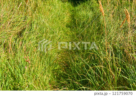 Overgrown walking path in a grass field outside in the sunshine. Empty rural environment of quiet nature scene of wild reeds in a lush green meadow for a copy space background. Overgrown walking path in a grass field outside in the sunshine. Empty rural environment of quiet nature scene of wild reeds in a lush green meadow for a copy space background. 121759070
