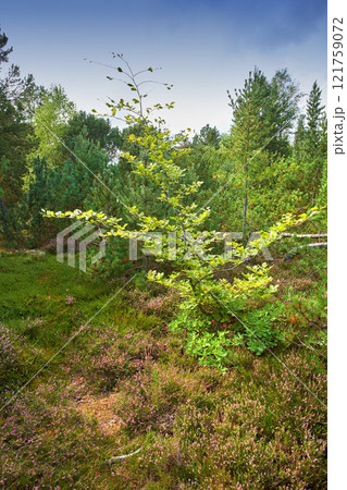 Trees in a wild forest in summer. A wilderness landscape of various green vegetation with bushes and shrubs growing in nature or in a secluded uncultivated environment on a beautiful sunny day Trees in a wild forest in summer. A wilderness landscape of various green vegetation with bushes and shrubs growing in nature or in a secluded uncultivated environment on a beautiful sunny day 121759072