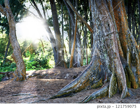 Bright sun shining through a tropical rainforest in Hawaii, peaceful green nature in a lush forest of quiet beauty. Lensflare and tall native trees in a jungle, remote wild zen bushes and harmony 121759075