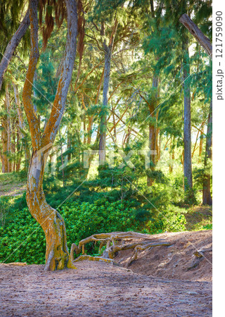 Scenic landscape of forest details of the jungle in Hawaii, USA. Remote location along a hiking trail in nature on a sunny day. Scenery of wild bushes, forest trees, and lush plants in summer 121759090