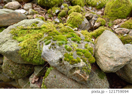 Closeup of moss growing on rough rocky terrain in a forest. A quiet calm environment with green plants covering boulders and stones in a secluded and uncultivated landscape during a spring morning 121759094