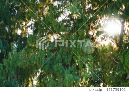 Bright sun shining through dense tree leaves in a green forest. Beauty in nature with calming leafy patterns in rainforest or jungle. Morning outdoors with soothing ambience, quiet nature in harmony 121759102