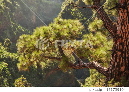 Beautiful tall pine forest on a mountain top with bright sun shining from above. Peaceful, scenic and mountainous landscape of nature with vibrant sunlight and lush green plants and trees outdoors 121759104