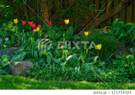 Red alpendoorn and yellow golden parade tulips growing in a lush garden outdoors. Beautiful flowering plants with long stems symbolizing love and hope blooming and blossoming in nature during spring 121759105