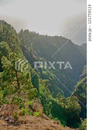 Scenic view of lush green forest in the mountains of La Palma, Canary islands in Spain. Tall Pine trees growing in a silent forest of zen. Nature at harmony with silent, soothing ambience Scenic view of lush green forest in the mountains of La Palma, Canary islands in Spain. Tall Pine trees growing in a silent forest of zen. Nature at harmony with silent, soothing ambience 121759114