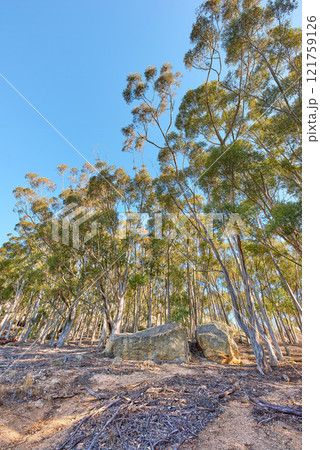Old big trees in the forest with dried stems on the ground at Table Mountain National Park in Cape Town, South Africa on a sunny day. Scenic forest landscape in nature. A woodland area with greenery. 121759126