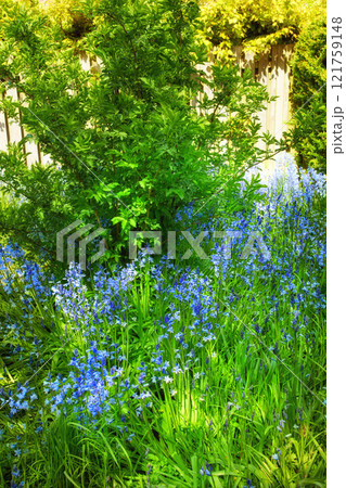 Bluebell flowers grow in a beautiful garden with lush green bush and grass. Decorative object plants in an ecological backyard near foliage. Botanic area in a backyard during a warm spring day 121759148