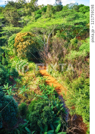 A river with trees in a rainforest on a sunny day. Wild nature landscape of forestry with a muddy water flow and green foliage in summer. Aerial view of a jungle or forest with lots of vegetation 121759198