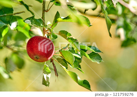 A single red apple growing and hanging on a tree branch in a sustainable farm outdoors with copy space. Ripe and juicy fruit cultivated for harvest. Fresh and organic produce growing in an orchard A single red apple growing and hanging on a tree branch in a sustainable farm outdoors with copy space. Ripe and juicy fruit cultivated for harvest. Fresh and organic produce growing in an orchard 121759276