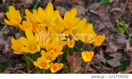 Yellow crocus flavus flowers growing in a garden or forest outside. Closeup of a beautiful bunch of flowering plants with vibrant petals blooming and blossoming in a natural environment during spring 121759292