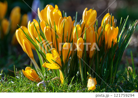 Yellow crocus flavus flowers growing in a garden or forest outside in the sun. Closeup of a beautiful bunch of flowering plants with vibrant petals and closed buds blossoming in nature during spring 121759294