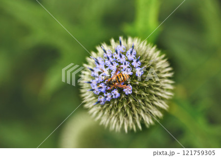 Closeup of globe thistle plants being pollinated by bees in a garden amongst greenery in nature during summer. Green botany growing on a green field in spring. Wildflowers blossoming in a meadow Closeup of globe thistle plants being pollinated by bees in a garden amongst greenery in nature during summer. Green botany growing on a green field in spring. Wildflowers blossoming in a meadow 121759305
