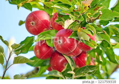 Fresh red apples growing on a tree for harvest in a sustainable farm on a sunny day outside. Closeup of ripe, nutritious and organic fruit cultivated in a thriving orchard or grove in the countryside Fresh red apples growing on a tree for harvest in a sustainable farm on a sunny day outside. Closeup of ripe, nutritious and organic fruit cultivated in a thriving orchard or grove in the countryside 121759310