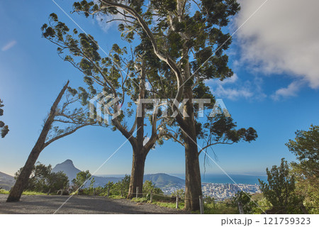 Landscape of a mountain trail near cultivated woodland on Table Mountain in Cape Town. Forest of tall Eucalyptus trees growing on a sandy hill in South Africa overlooking the ocean and cityscape 121759323