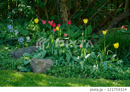 Bright red and yellow tulip flowers growing and flowering on a green bush or shrub in a remote field, meadow or home garden. Textured detail of perennial plants blossoming and blooming in backyard Bright red and yellow tulip flowers growing and flowering on a green bush or shrub in a remote field, meadow or home garden. Textured detail of perennial plants blossoming and blooming in backyard 121759324