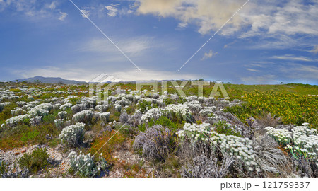 Indigenous Fynbos found on Table Mountain National Park, Cape Town, South Africa. Wild flowers under a blue sky with copy space. Nature landscape of bush plants growing on a field in spring. Indigenous Fynbos found on Table Mountain National Park, Cape Town, South Africa. Wild flowers under a blue sky with copy space. Nature landscape of bush plants growing on a field in spring. 121759337