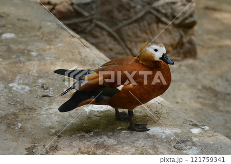 Ruddy Shelduck, Tadorna ferruginea orange-brown body duck Ruddy Shelduck, Tadorna ferruginea orange-brown body duck 121759341
