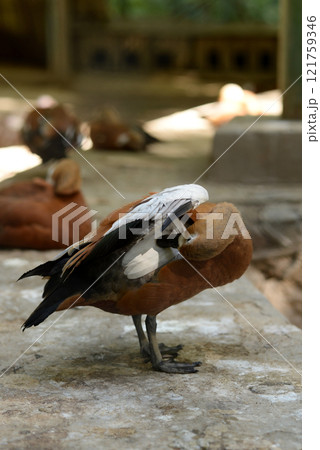 Ruddy Shelduck, Tadorna ferruginea orange-brown body duck 121759346