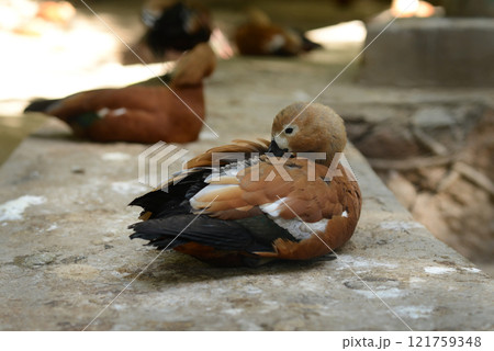 Ruddy Shelduck, Tadorna ferruginea orange-brown body duck 121759348
