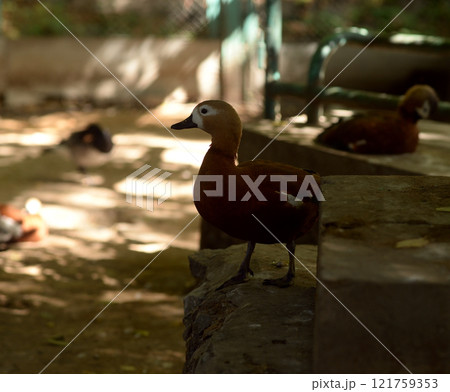 Ruddy Shelduck, Tadorna ferruginea orange-brown body duck 121759353