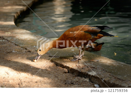Ruddy Shelduck, Tadorna ferruginea orange-brown body duck 121759356