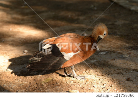 Ruddy Shelduck, Tadorna ferruginea orange-brown body duck Ruddy Shelduck, Tadorna ferruginea orange-brown body duck 121759360