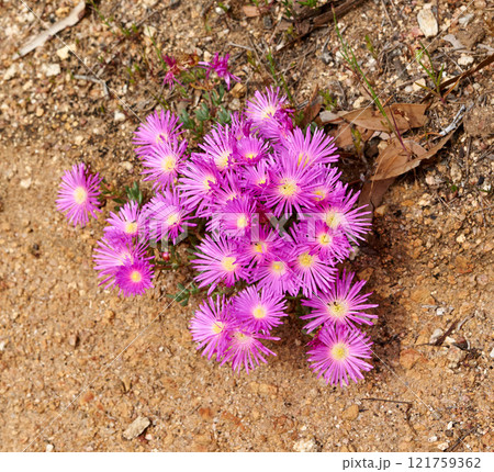 Colorful pink flowers growing on dry land. Fynbos in Table Mountain National Park, Cape of Good Hope, South Africa. Closeup from above of fine bush indigenous plants growing in a natural environment Colorful pink flowers growing on dry land. Fynbos in Table Mountain National Park, Cape of Good Hope, South Africa. Closeup from above of fine bush indigenous plants growing in a natural environment 121759362