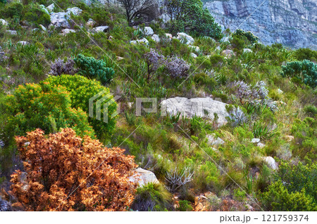 Lush mountainside with indigenous South African fynbos plants and boulders. Low angle of a scenic mountain landscape on Table Mountain. Remote hiking location and tourist destination in nature Lush mountainside with indigenous South African fynbos plants and boulders. Low angle of a scenic mountain landscape on Table Mountain. Remote hiking location and tourist destination in nature 121759374