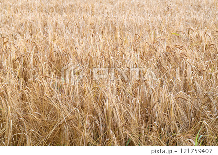 Landscape of yellow wheat field ready for harvest, growing on a rural farm in summer background. Organic and sustainable staple farming of rye or barley grain in the countryside with copy space 121759407