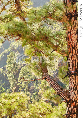Closeup of a pine tree in the jungle during the summer season. Wild nature landscape with details of an old trunk in the woods or forest mountain near La Palma, Canary Islands, Spain 121759413