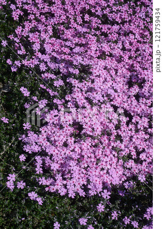 ピンク色の芝桜が咲き誇る美しい花畑 ピンク色の芝桜が咲き誇る美しい花畑 121759434