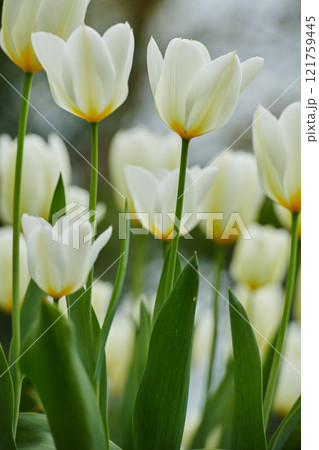 Tulip flowers growing in a garden or field outdoors. Closeup of a beautiful bunch of flowering plants with white petals and green leaves blooming and blossoming in nature during a sunny day in spring 121759445