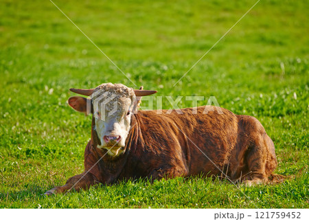One hereford cow sitting alone on a farm pasture. Hairy animal isolated against green grass on a remote farmland and agriculture estate. Raising live cattle, grass fed diary farming industry 121759452