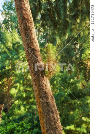 Forest tree in the jungle, Hawaii, USA. Jungle in Hawaii. A scenic view of the forest during spring. Tropical trees in ecological life in the Hawaiian tropical rainforests in an organic wilderness. Forest tree in the jungle, Hawaii, USA. Jungle in Hawaii. A scenic view of the forest during spring. Tropical trees in ecological life in the Hawaiian tropical rainforests in an organic wilderness. 121759472