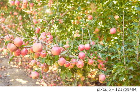 Fresh red apples growing in season on trees for harvest on a field of a sustainable orchard farm outside on sunny day. Juicy nutritious ripe organic fruit to eat growing in scenic green landscape Fresh red apples growing in season on trees for harvest on a field of a sustainable orchard farm outside on sunny day. Juicy nutritious ripe organic fruit to eat growing in scenic green landscape 121759484