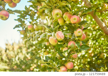 Fresh red apples growing in season on trees for harvest on field of sustainable orchard farmland outside on sunny day. Juicy nutritious ripe organic fruit to eat growing in scenic green landscape Fresh red apples growing in season on trees for harvest on field of sustainable orchard farmland outside on sunny day. Juicy nutritious ripe organic fruit to eat growing in scenic green landscape 121759489