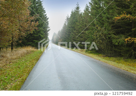 A road through the forest, tall trees with vibrant shades of green and brown leaves in a park or bushy woodland. A street leading to the perfect picnic spot, dreamy wallpaper of quiet woods 121759492