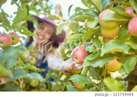 Young woman picking apples from a tree. Cheerful female grabbing fruits in an orchard during harvest season. Fresh red apples growing on an organic farm. Farmer harvesting fruit from trees outdoors 121759493