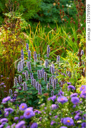 Purple korean mint growing in a bush or shrub surrounded by lush vibrant flowers and plants in home backyard or botanical garden. Agastache rugosa blossoming and blooming. Cultivating aromatic herbs 121759509